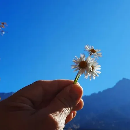 Sunnaschi Laterns