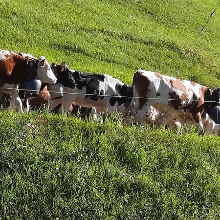 Sunnaschi - Oder Gesamt Als 